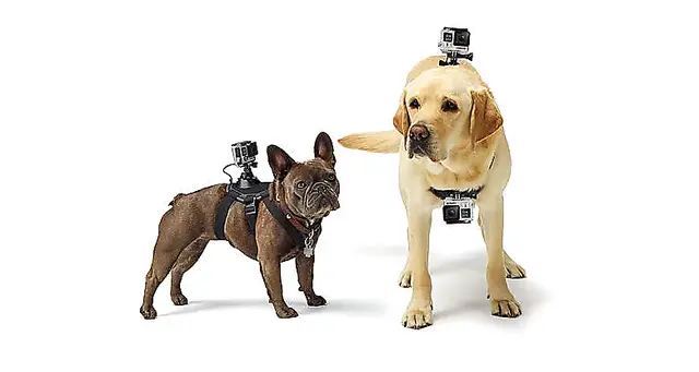 GoPro Fetch Dog Harness All GoPro HERO Cameras 