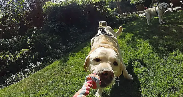 GoPro Fetch Dog Harness All GoPro HERO Cameras 
