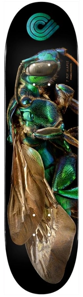 Powell Peralta x Biss Popsicle Deck Cuckoo Bee - 8,0&quot; x 31,45&quot;